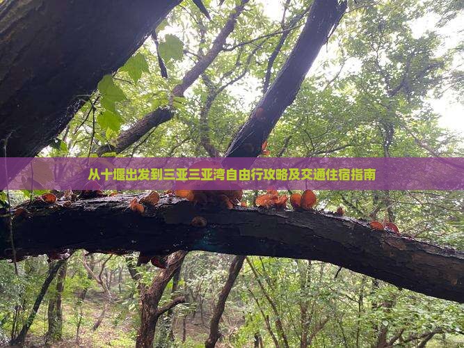 从十堰出发到三亚三亚湾自由行攻略及交通住宿指南