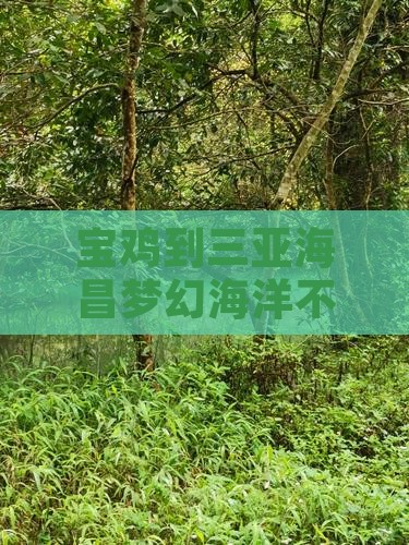 宝鸡到三亚海昌梦幻海洋不夜城游玩攻略