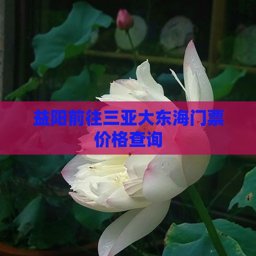 益阳前往三亚大东海门票价格查询
