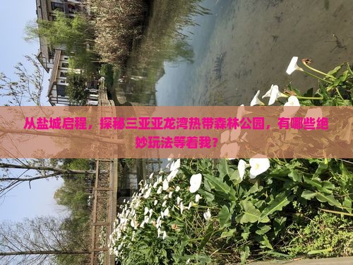 从盐城启程，探秘三亚亚龙湾热带森林公园，有哪些绝妙玩法等着我？