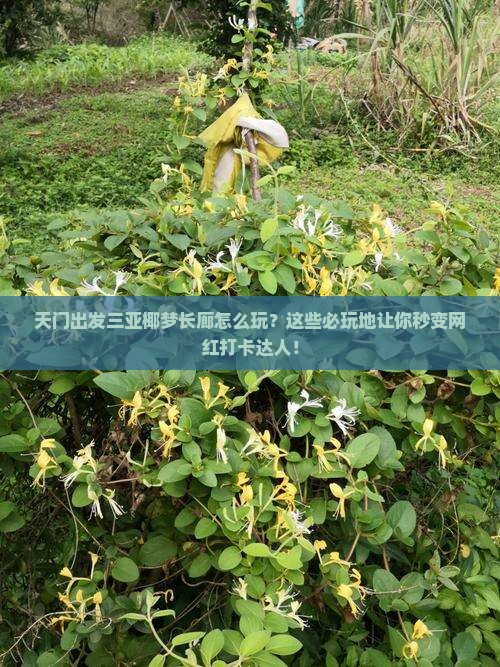 天门出发三亚椰梦长廊必玩地