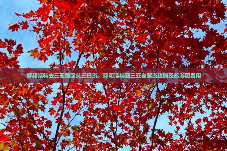 呼和浩特去三亚鹿回头三日游