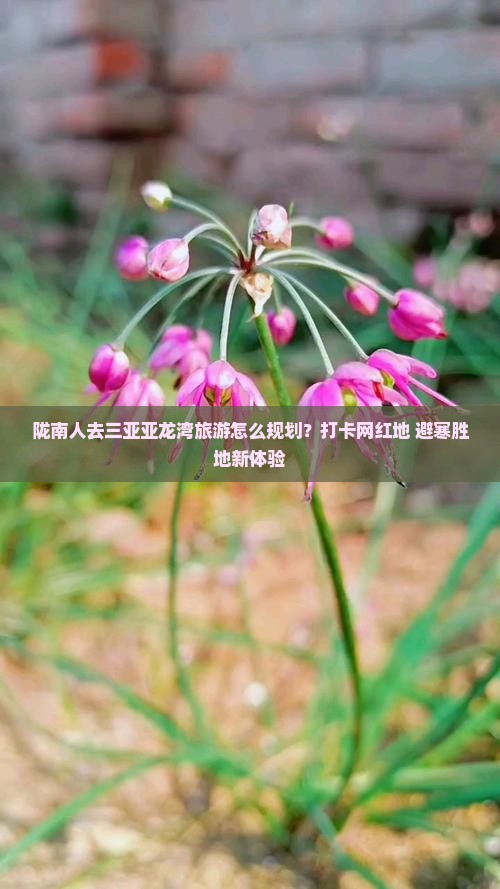 陇南人去三亚亚龙湾旅游怎么规划？打卡网红地+避寒胜地新体验