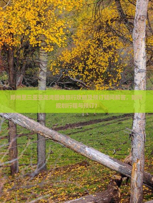 郑州至三亚亚龙湾团体旅行攻略及预订疑问解答，如何规划行程与预订？