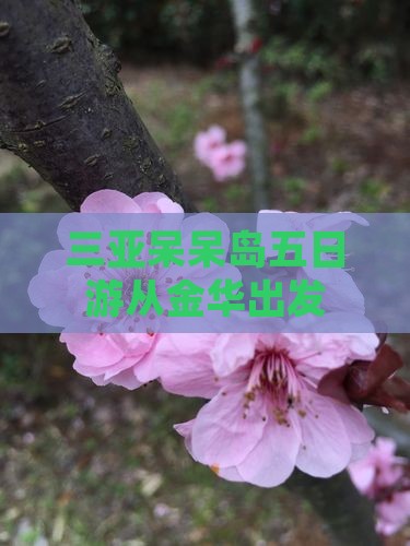 三亚呆呆岛五日游从金华出发