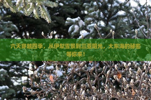 六天穿越四季，从伊犁雪景到三亚阳光，大东海的秘密等你来！