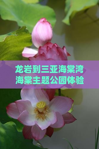 龙岩到三亚海棠湾海棠主题公园体验门票