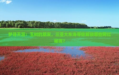 梦寻天涯：玉树的朋友，三亚大东海等你解锁哪些网红秘境？