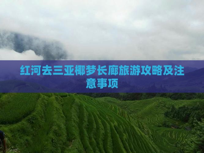 红河去三亚椰梦长廊旅游攻略及注意事项