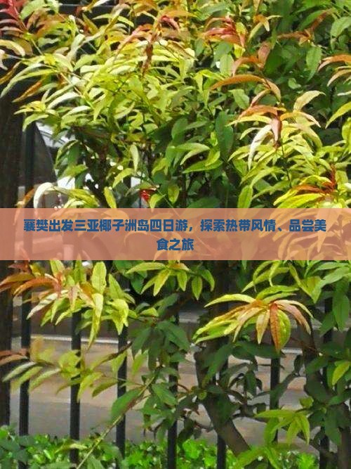 襄樊出发三亚椰子洲岛四日游，探索热带风情、品尝美食之旅