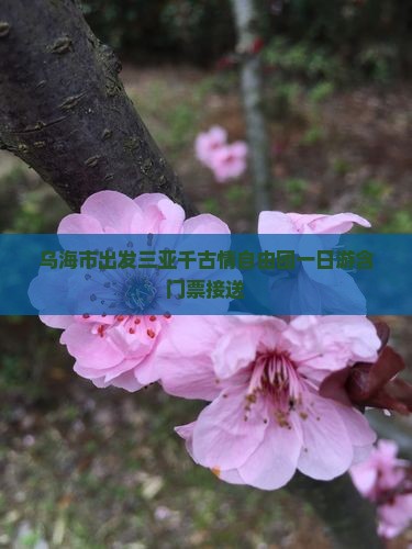 乌海市出发三亚千古情自由团一日游含门票接送