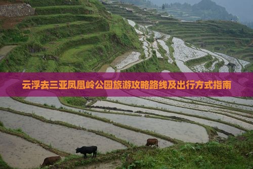 云浮去三亚凤凰岭公园旅游