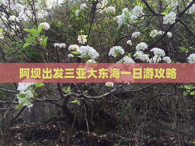 阿坝出发三亚大东海一日游