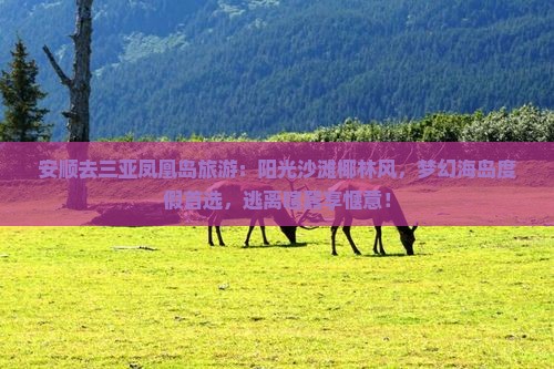 安顺去三亚凤凰岛旅游