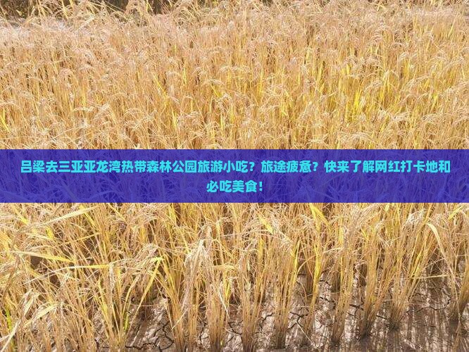 吕梁去三亚亚龙湾热带森林公园旅游小吃