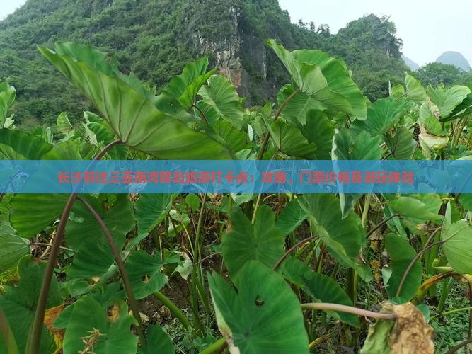 长沙前往三亚南湾猴岛旅游打卡点