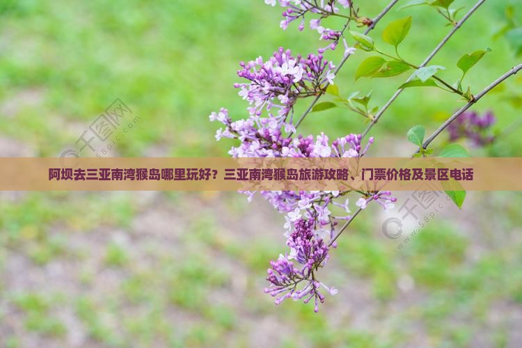 阿坝去三亚南湾猴岛哪里玩好？三亚南湾猴岛旅游攻略、门票价格及景区电话