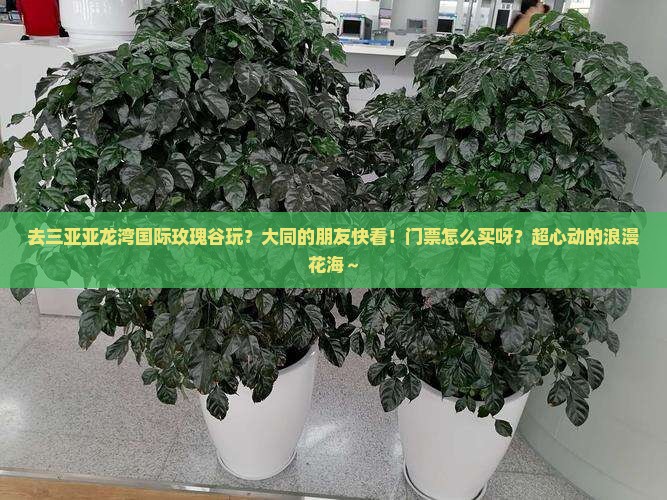 大同前往三亚亚龙湾国际玫瑰谷门票