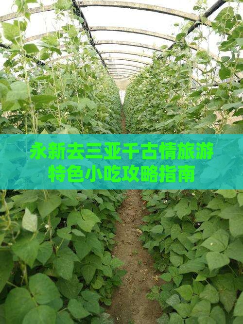 永新去三亚千古情旅游小吃