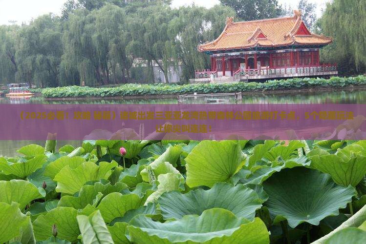 诸城出发三亚亚龙湾热带森林公园旅游打卡点