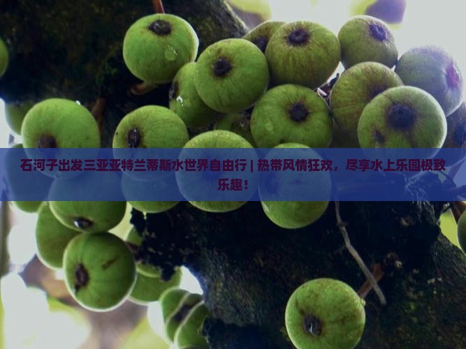 石河子出发三亚亚特兰蒂斯水世界自由行