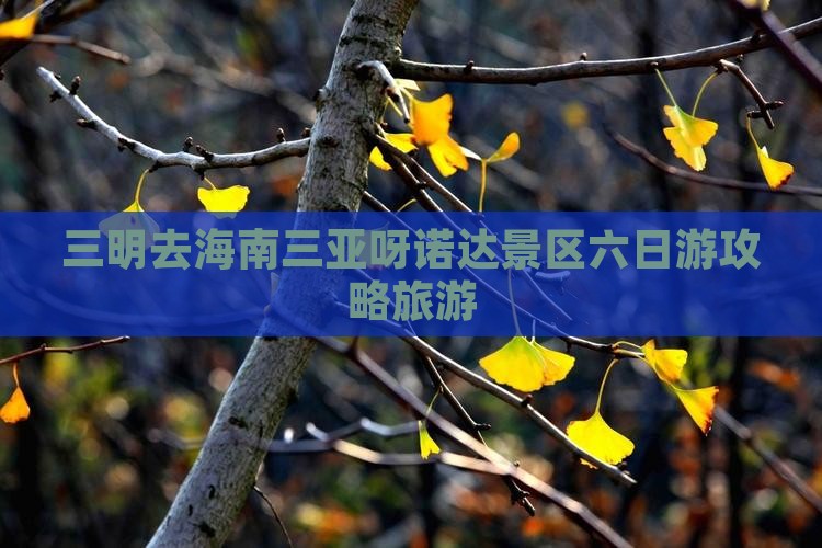 三明去三亚呀诺达景区六日游