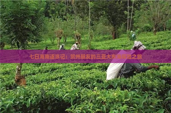 贺州出发三亚大东海七日游