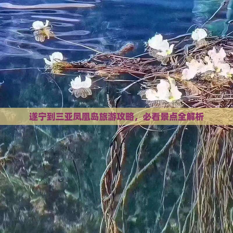 遂宁去三亚凤凰岛四日游