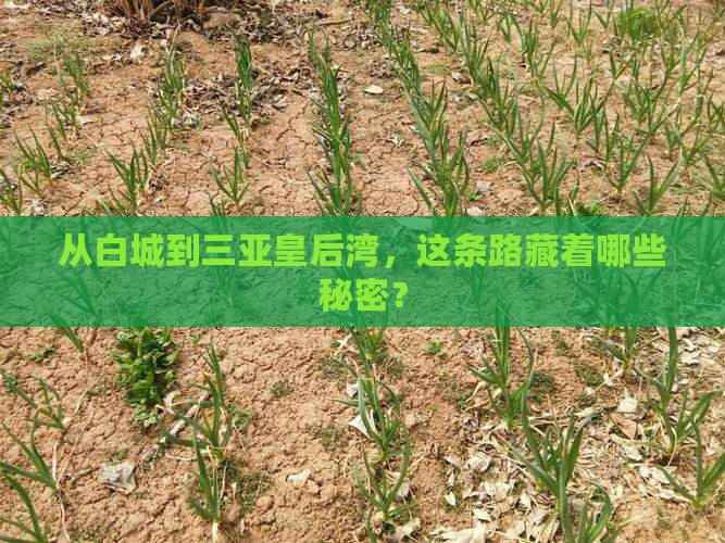 白城前往三亚皇后湾必玩地