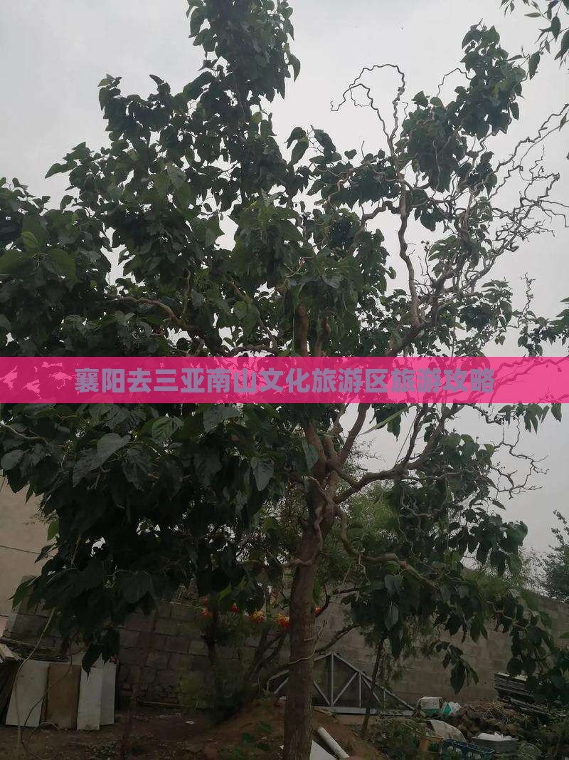 襄阳去三亚南山文化旅游区旅游