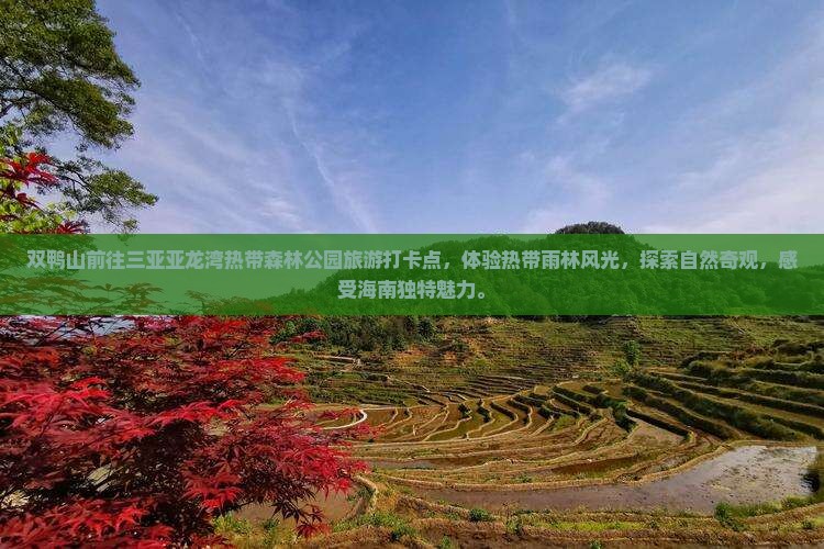 双鸭山前往三亚亚龙湾热带森林公园旅游打卡点