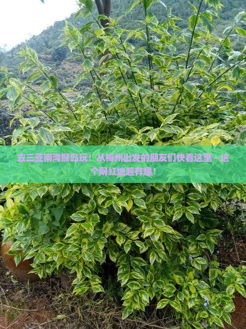 梅州出发三亚南湾猴岛旅游网红地点