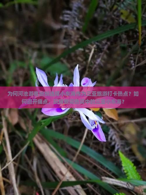 河池去三亚小东海旅游打卡点