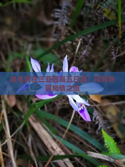 通化前往三亚西岛五日游