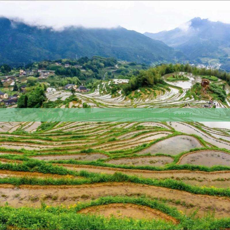 湛江前往三亚三亚湾旅行社