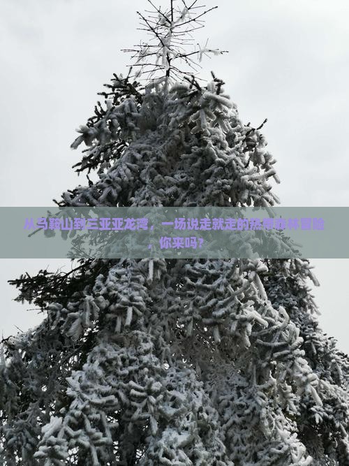 马鞍山出发三亚亚龙湾热带森林公园大型旅游团