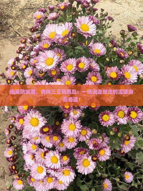 防城港出发三亚凤凰岛旅游