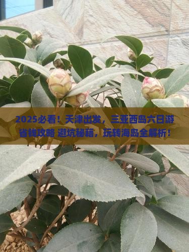天津去三亚西岛六日游