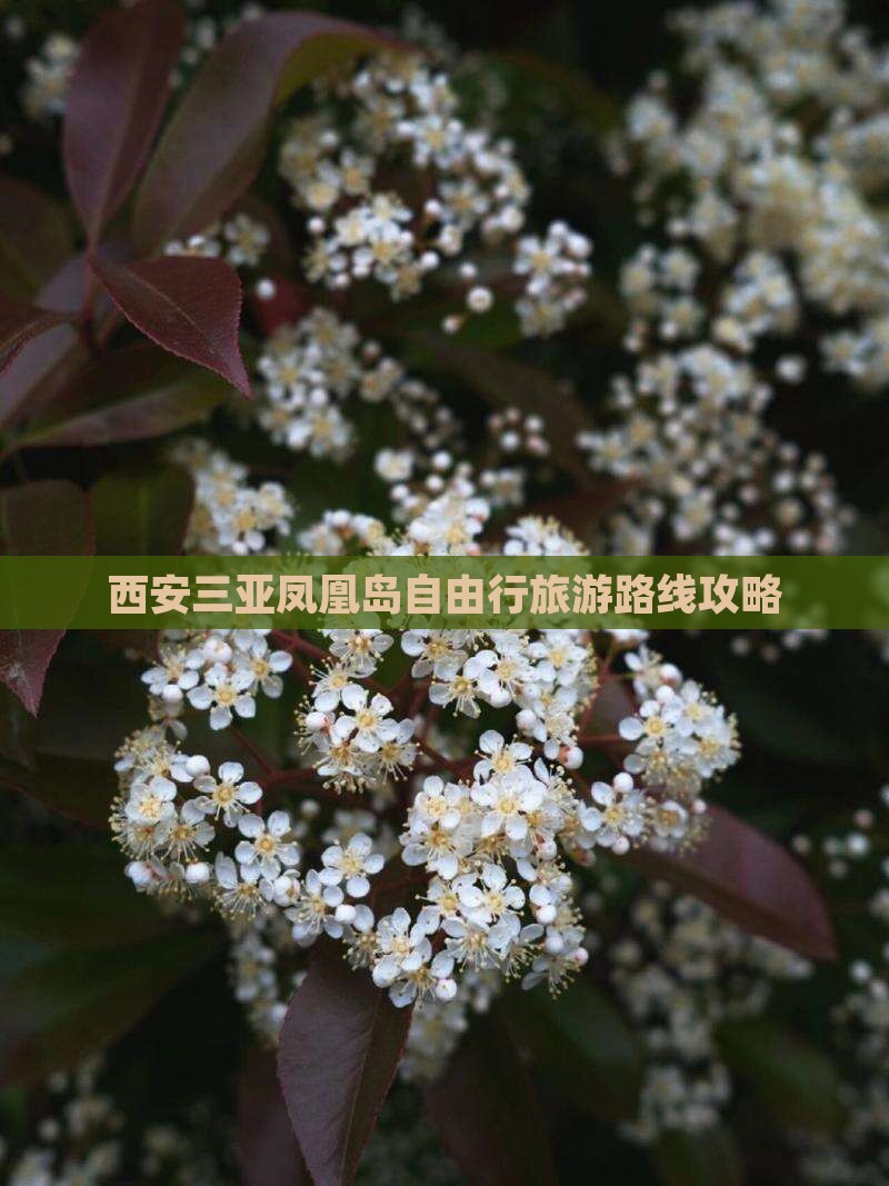 西安前往三亚凤凰岛自由行