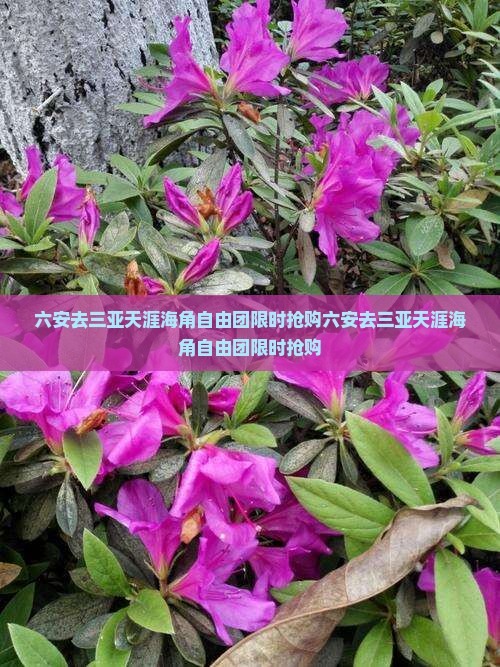 六安去三亚天涯海角自由团