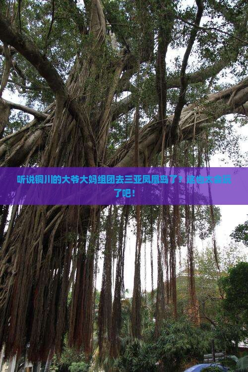 铜川前往三亚凤凰岛大型旅游团