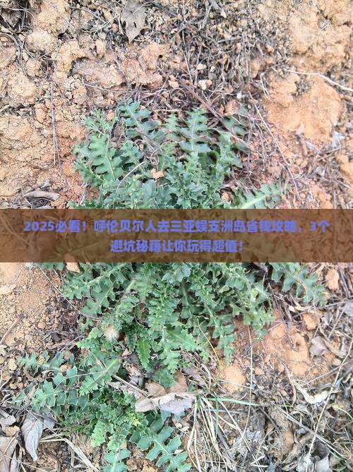 呼伦贝尔去三亚蜈支洲岛攻略