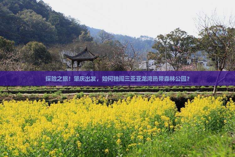 肇庆前往三亚亚龙湾热带森林公园个人游