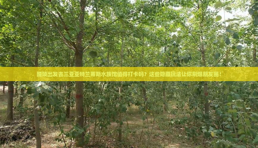 醴陵出发三亚亚特兰蒂斯水族馆旅游打卡点