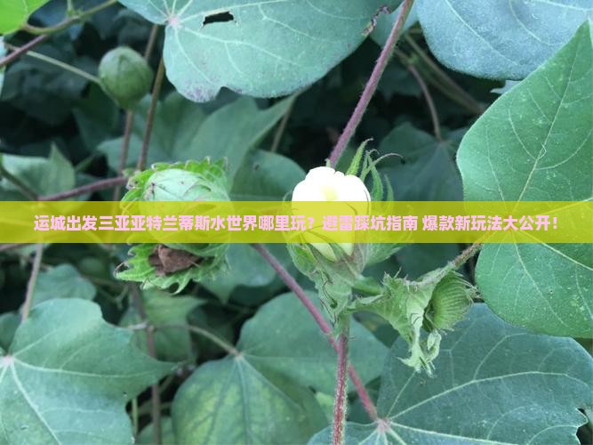 运城出发三亚亚特兰蒂斯水世界哪里玩
