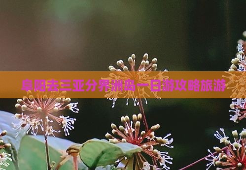 阜阳去三亚分界洲岛一日游