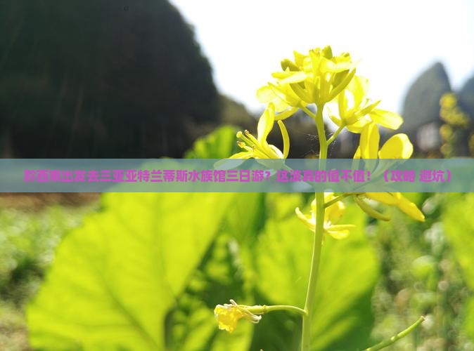 黔西南去三亚亚特兰蒂斯水族馆三日游