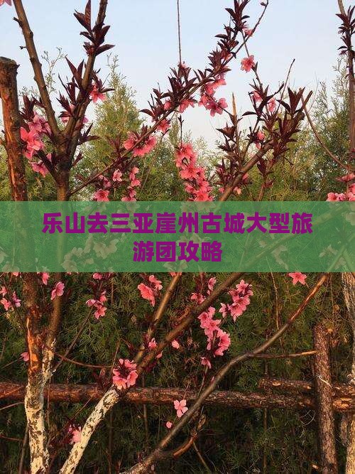 乐山去三亚崖洲古城大型旅游团