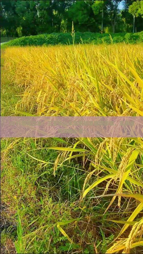 邵阳去三亚半山半岛帆船港旅游