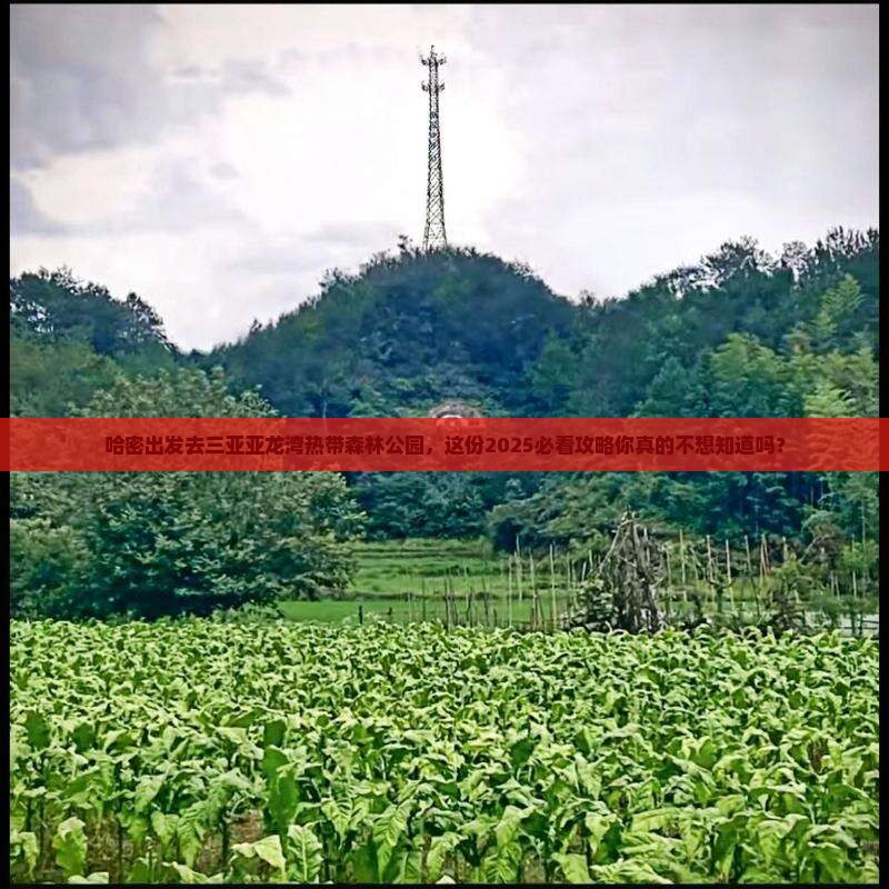 哈密前往三亚亚龙湾热带森林公园团体旅游